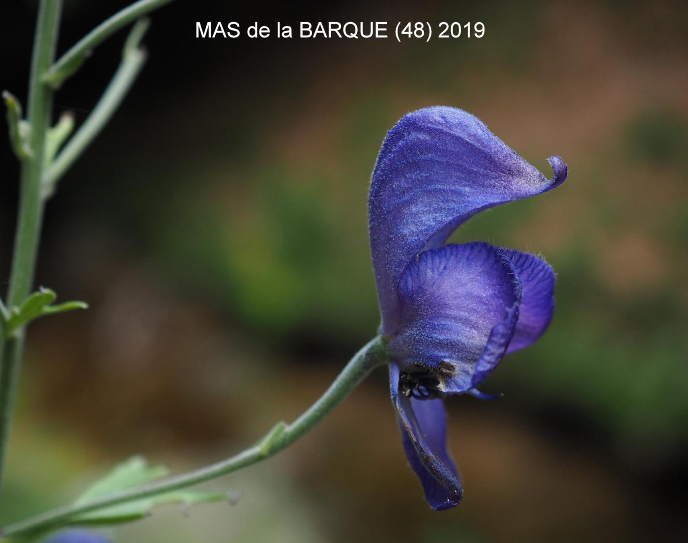 Monkshood flower